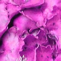 fungus.jpg (10808 bytes)